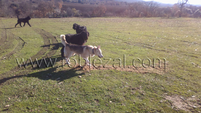 Residencia canina Medina de Pomar